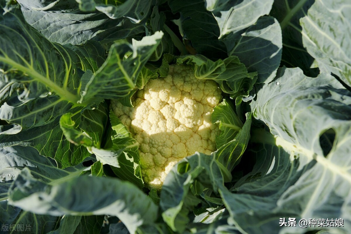 花椰菜怎么授粉,花椰菜病虫害图谱大全