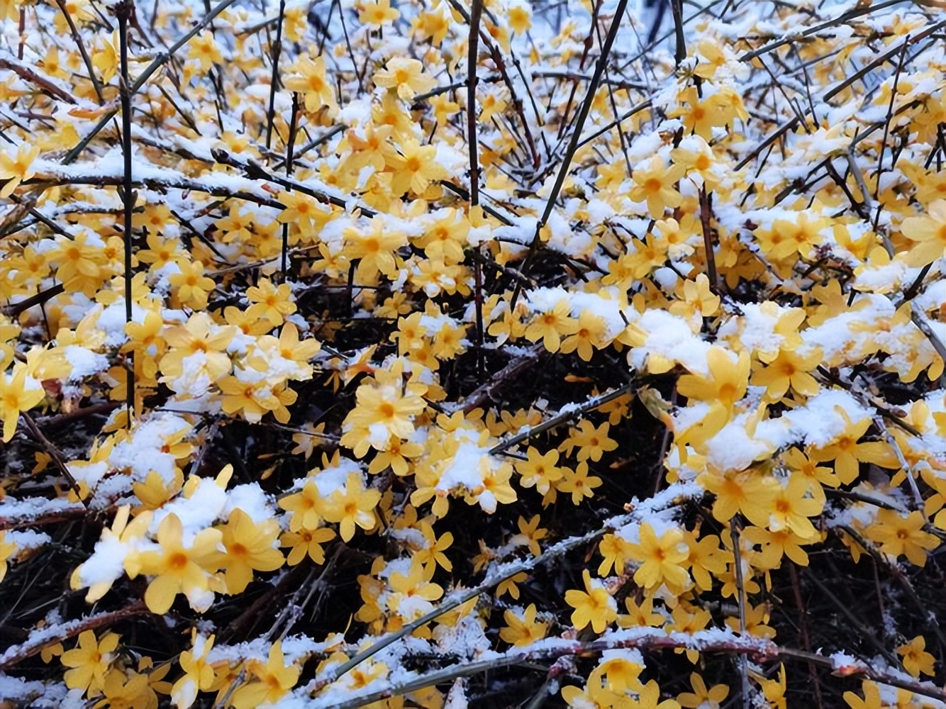 铁道兵战友相聚诗,铁道兵战友之歌简谱