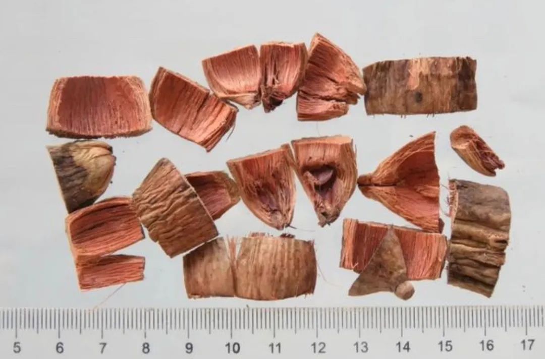 槟榔入药的是果实还是果皮,槟榔是果实怎么加工入药