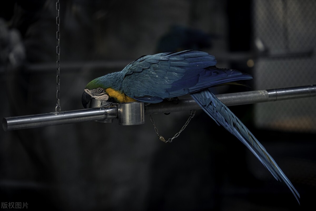 鹦鹉挑食不拉便便吃什么药,鹦鹉挑食就是不吃已经2天了