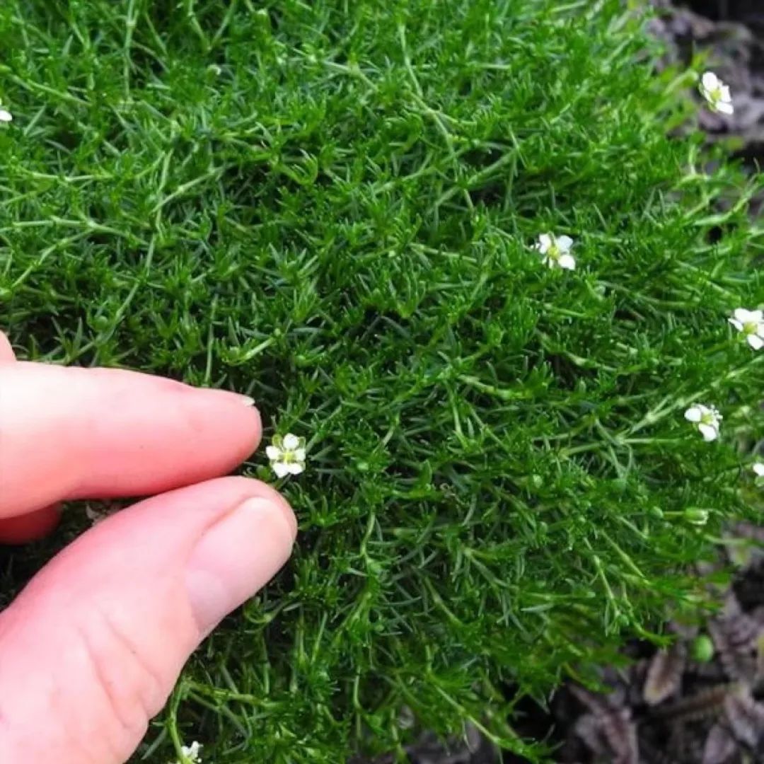 爱尔兰珍珠草盆栽,爱尔兰珍珠草的繁殖养护