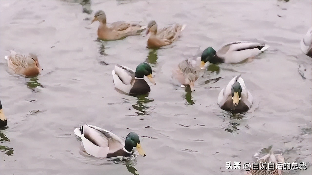 鸭：一鸭战四虎？弹射胜航母？鸭子的真相，也许超乎你的想象