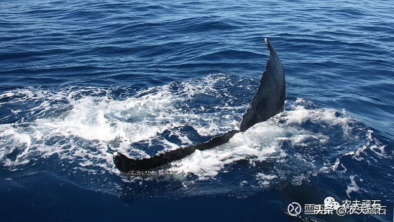 农夫爱套利：梳理事件套利交易的定义、原则、流程与风险