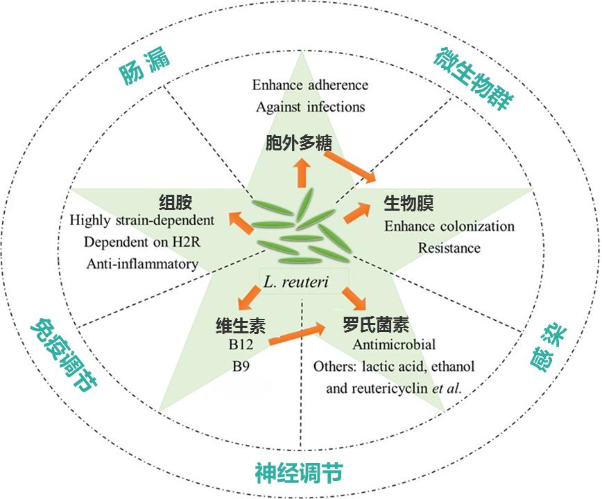 罗伊氏乳杆菌简介,罗伊氏乳杆菌百科介绍