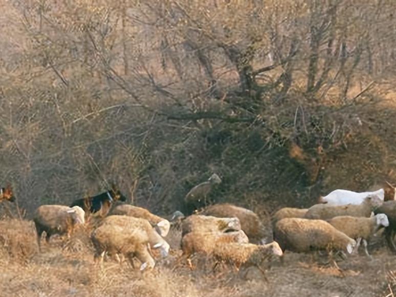 *藏西**男子救治受伤狼崽,放生后15天,狼横跨45公里来报恩