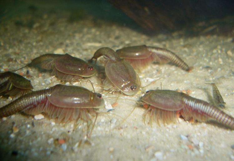 《草根春秋》第一章第十七节童年时代玩什么？（二）