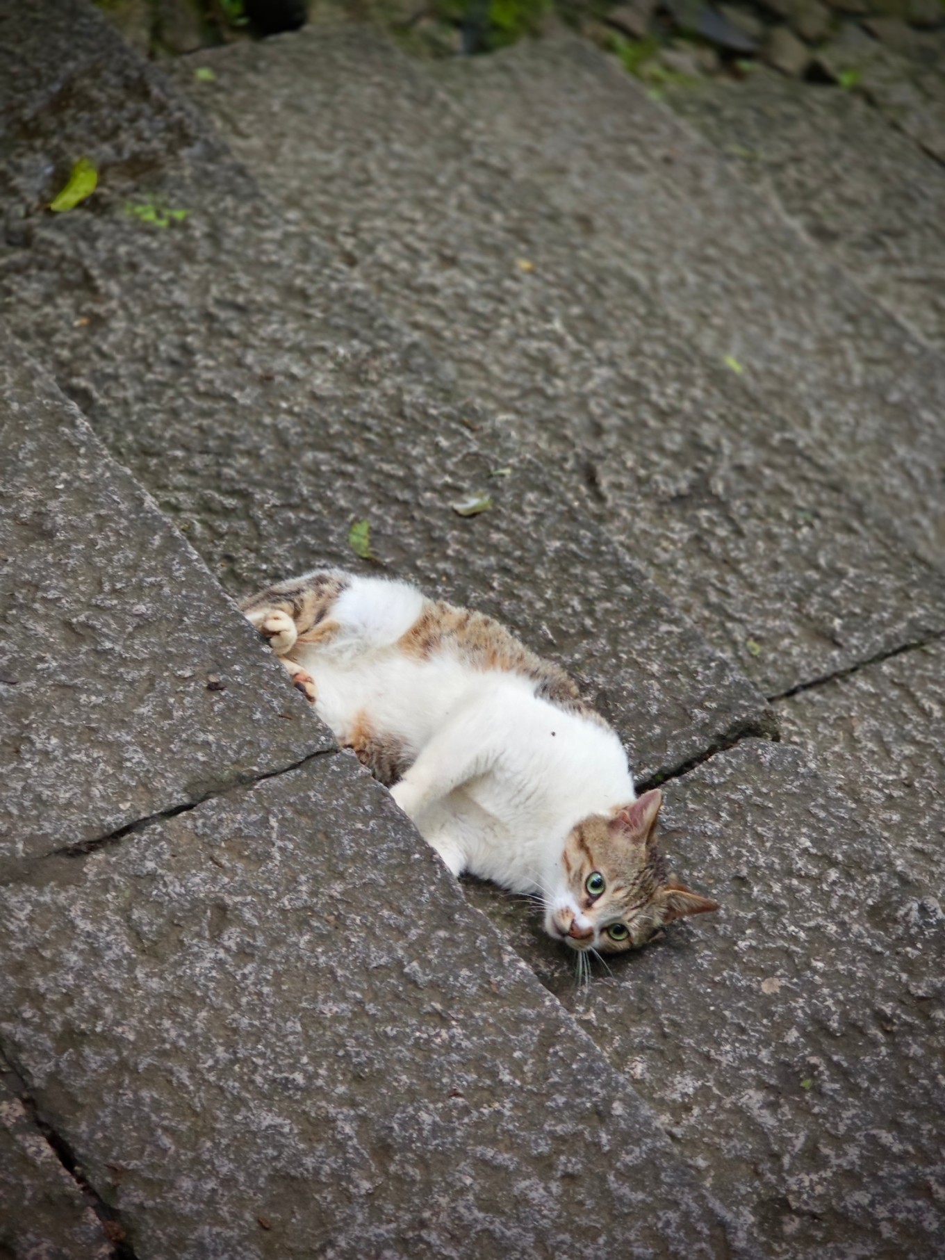 第三年到普陀山祈福之旅圆满,普陀山祈福二日杭州出发跟团游