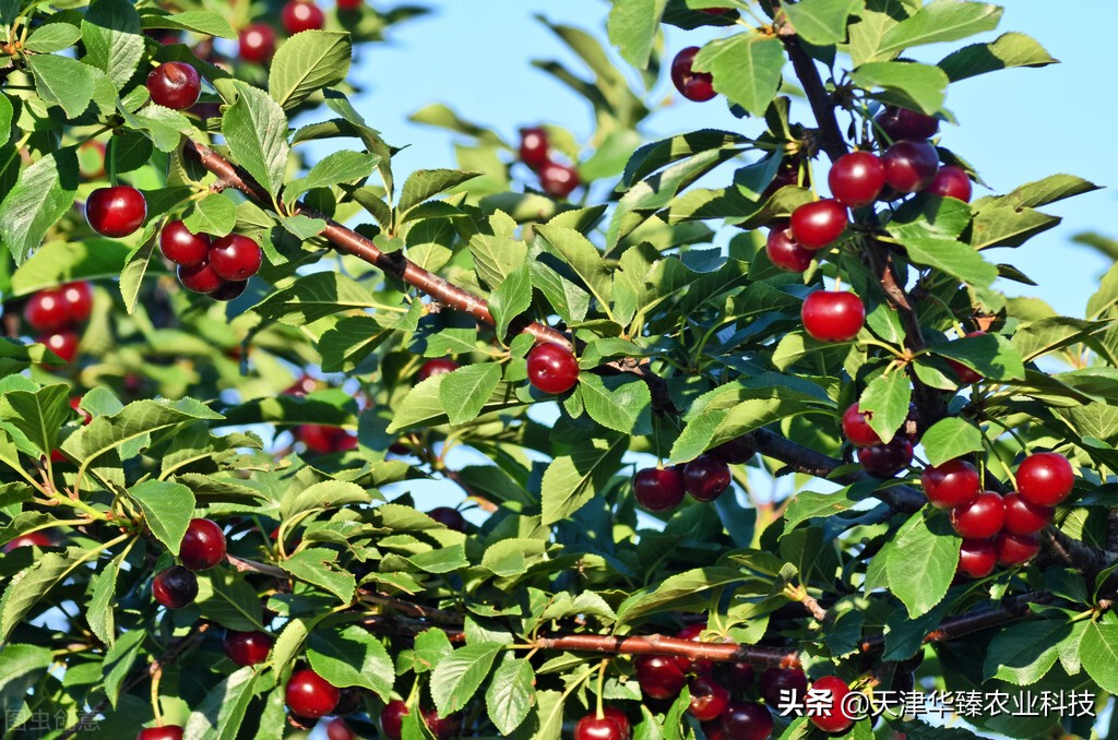 edta螯合钙肥的钙含量,edta螯合钙是酸性还是碱性