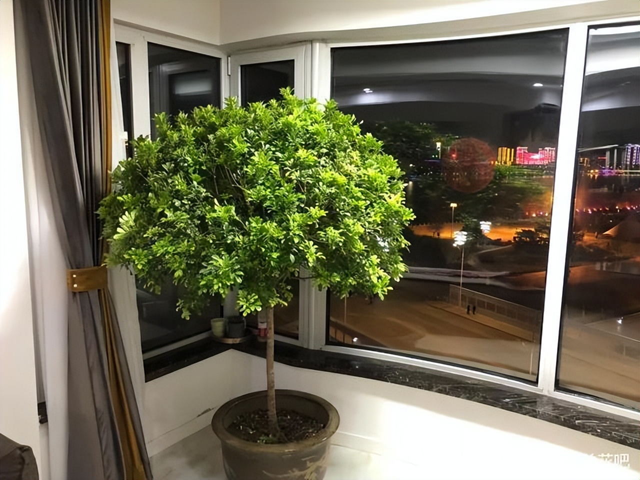 卧室适合放哪种花,室内净化空气的花卉