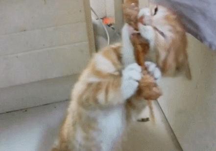 弃养率第二高的品种猫,弃养的猫比野生的猫多吗