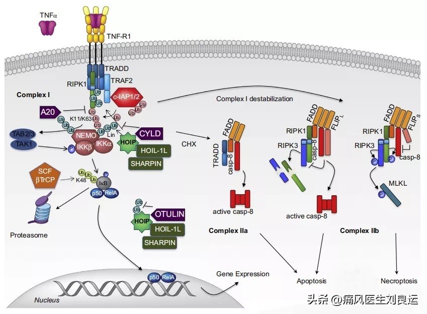 治疗痛风的生物制剂,治疗痛风的药能长期吃吗