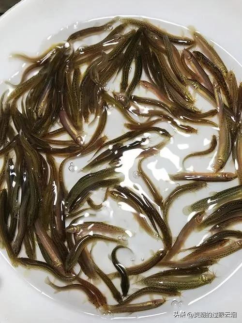 鲶鱼是世界上最脏的鱼,中国十大最脏鱼是什么鱼