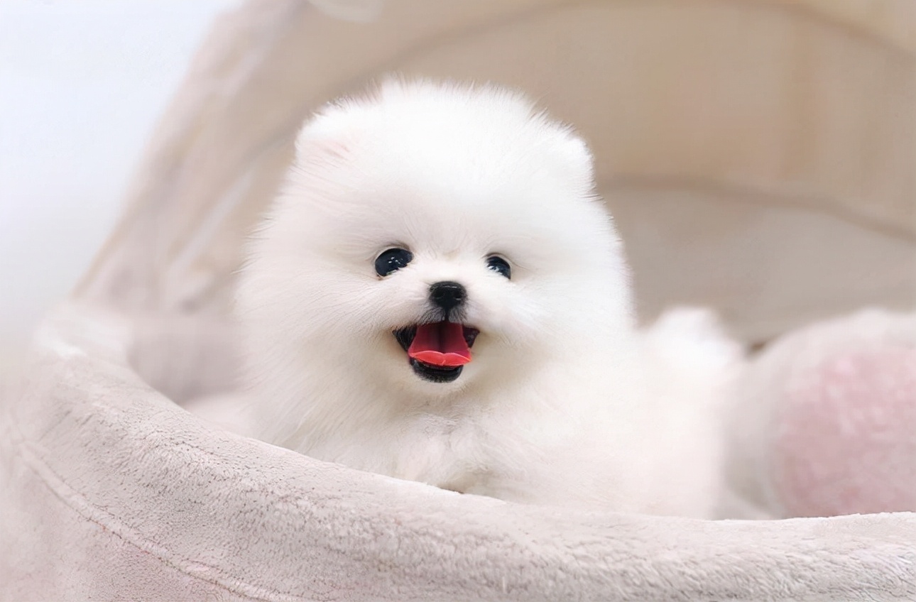 狗狗日常喂养小知识大公开,饲养狗狗的必备知识和技能