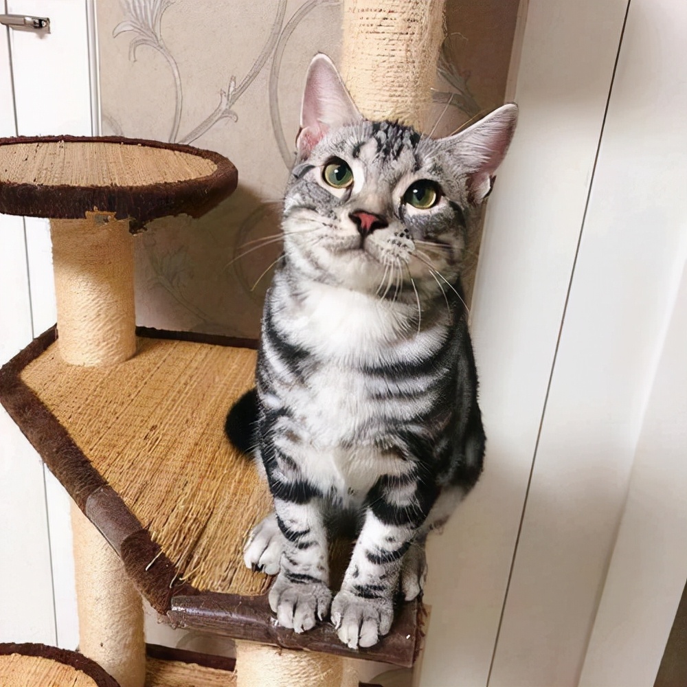 这几种猫真的不值得买越养越心累,这5种猫堪称白眼狼养了也白养