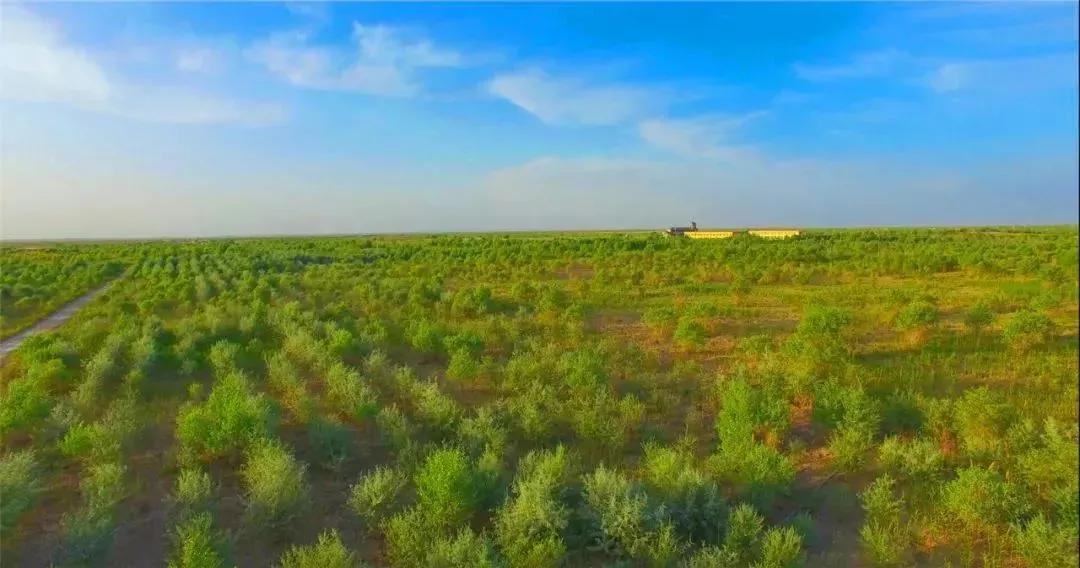 沙漠变绿洲是怎么做到的,把沙漠变成肥沃的土地