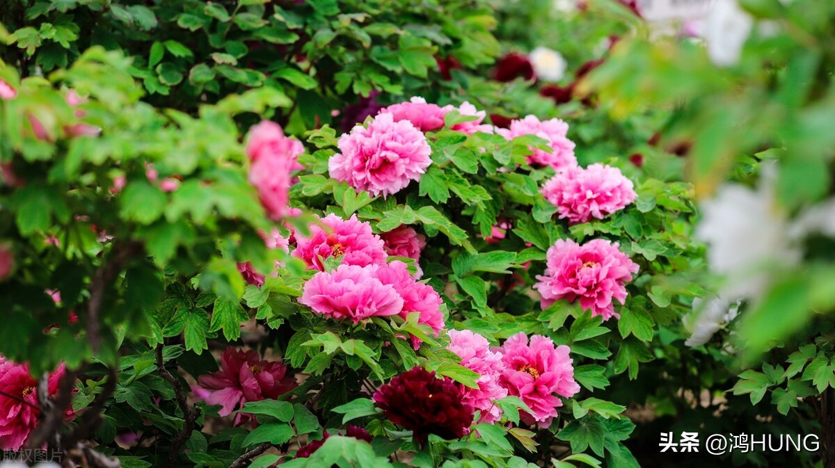 写牡丹花的诗句古诗大全,描写牡丹的诗句古诗