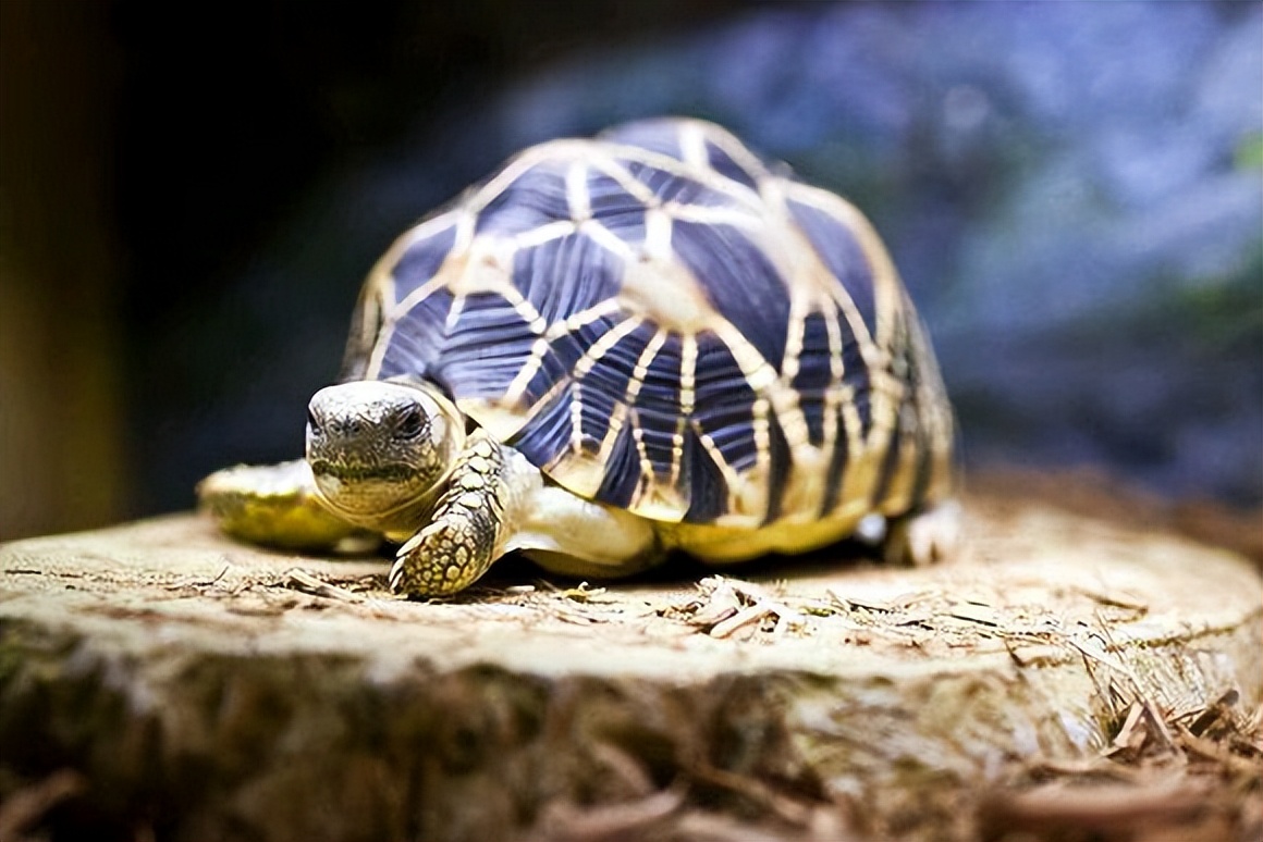 男子在臭水沟捡到一只乌龟,男子在河边捡到两只大乌龟