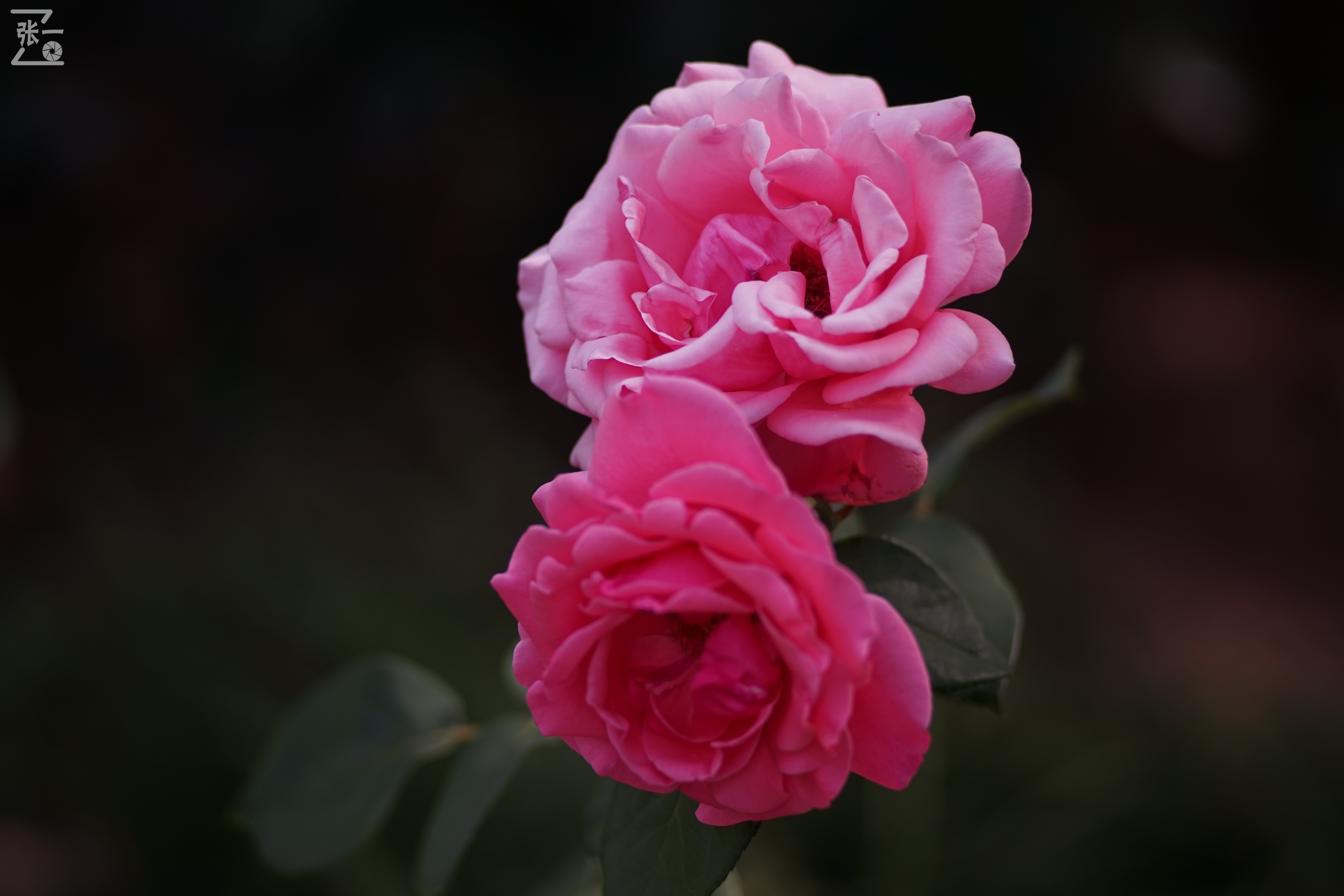 蔡司sonnar50毫米,蔡司sonnar镜头生产年份