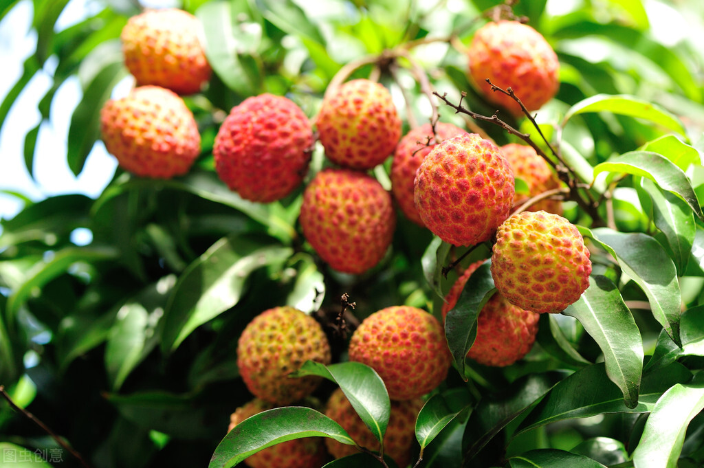 还在靠吃水果减肥吗？减肥到底能不能吃水果？有哪些水果可以吃？