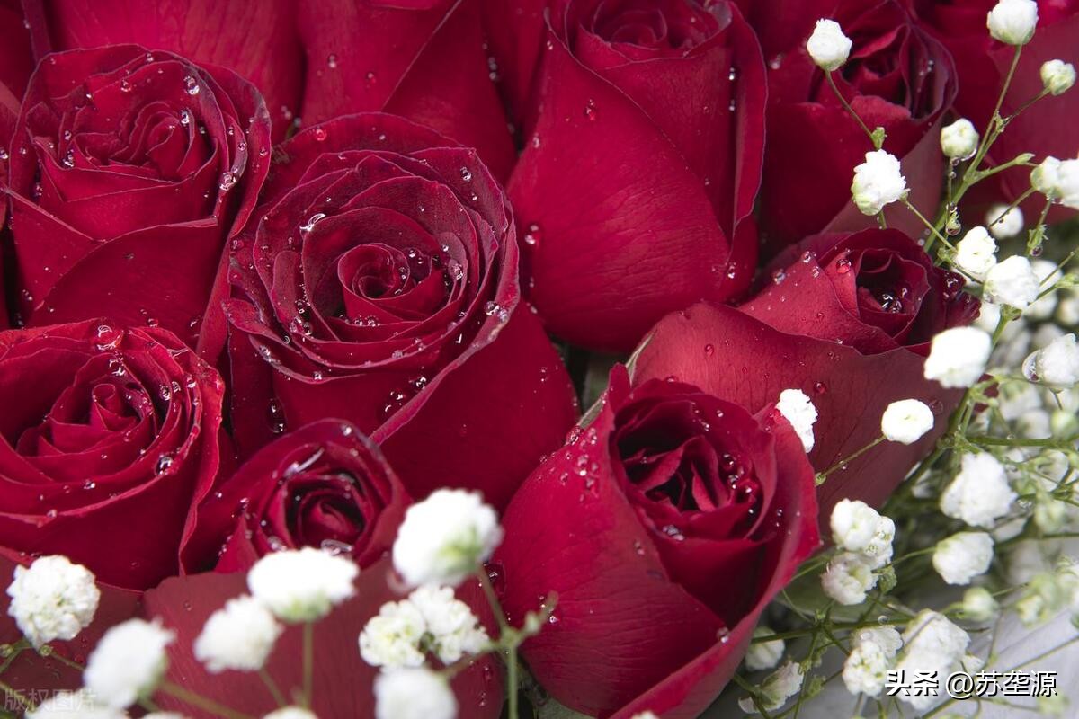 有关玫瑰花的爱情故事,玫瑰花一个真实的故事