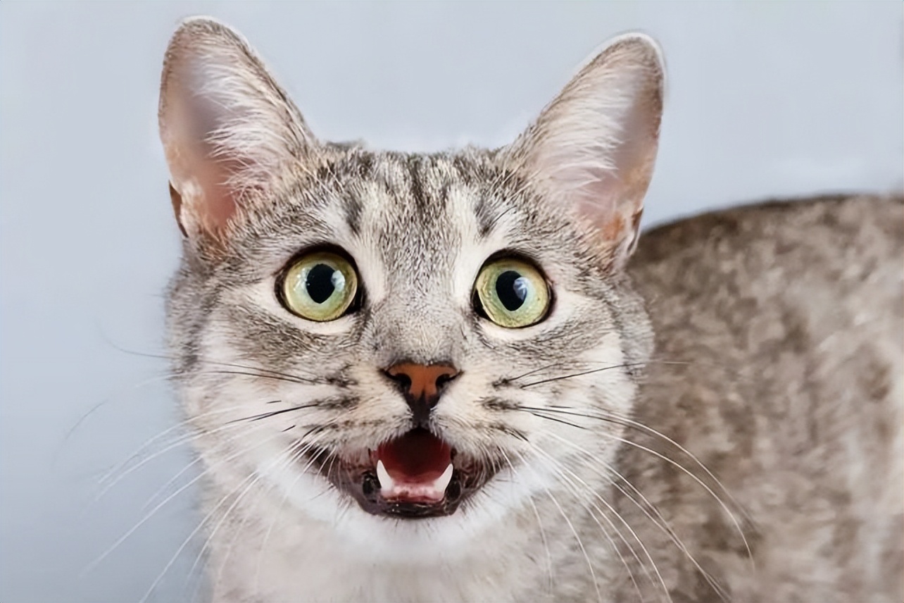猫咪突然粘人张嘴喘气,猫咪像狗一样张嘴喘气是什么问题