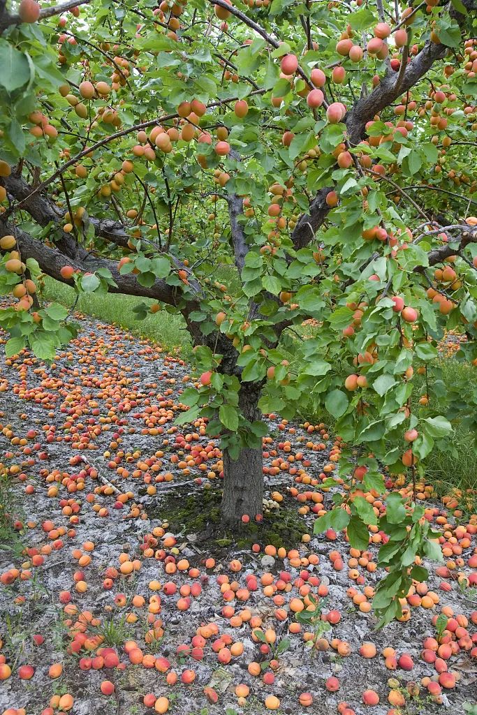 那些一眼就惊艳到你的诗词,50句意境超美的诗词