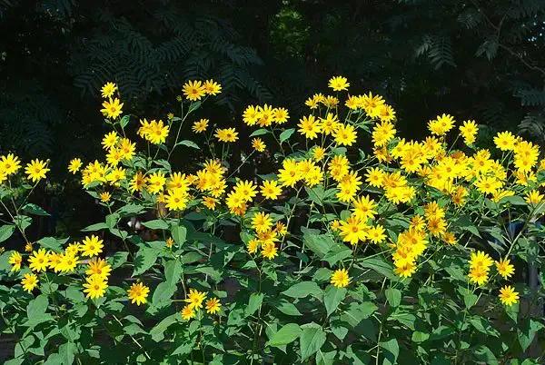 野菊杨万里,野菊花歌词