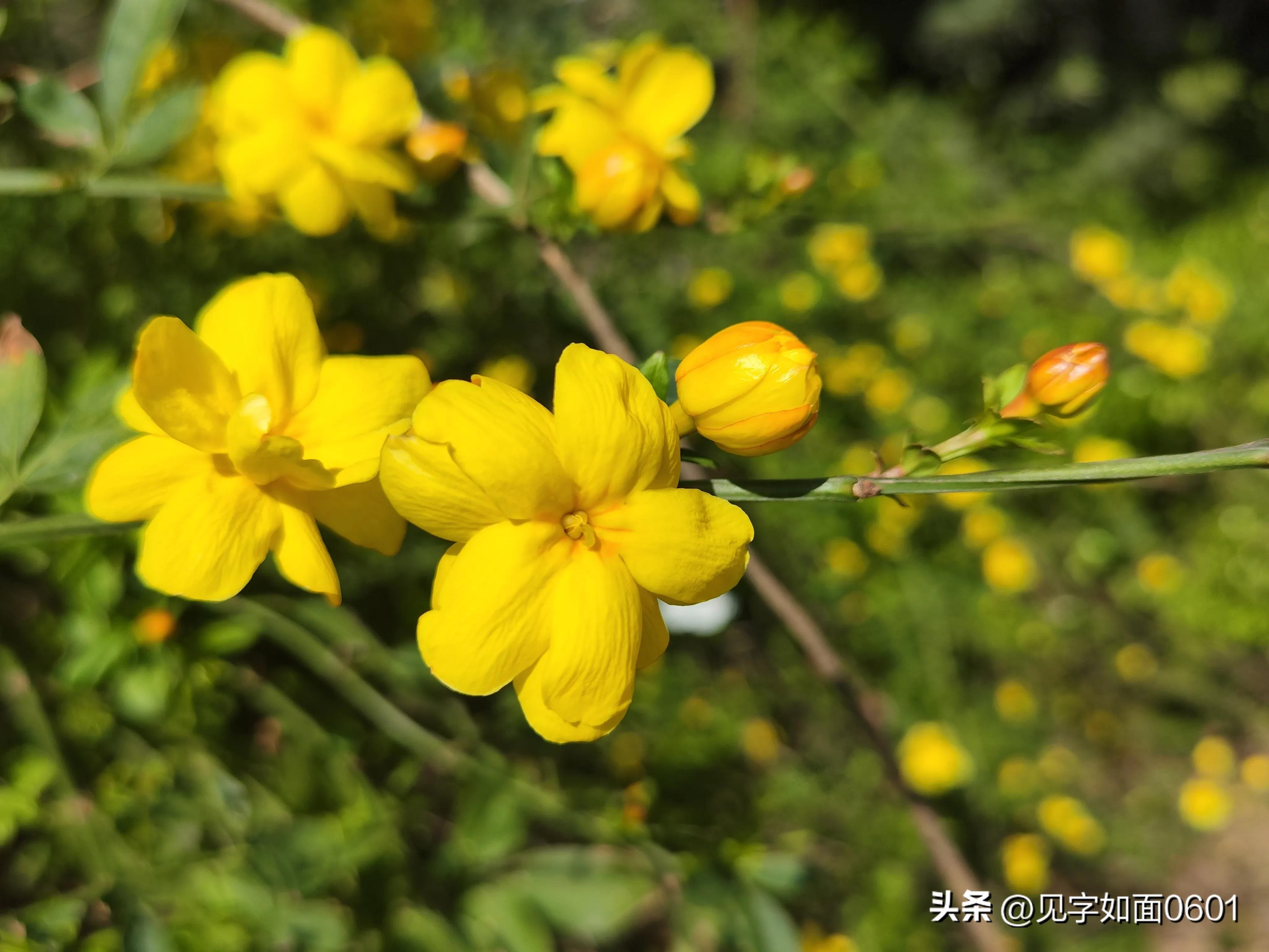 野迎春与迎春花的区别,迎春花和野迎春