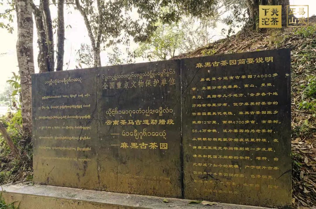 易武正山与易武乔木有何区别,正山小种茶农世家