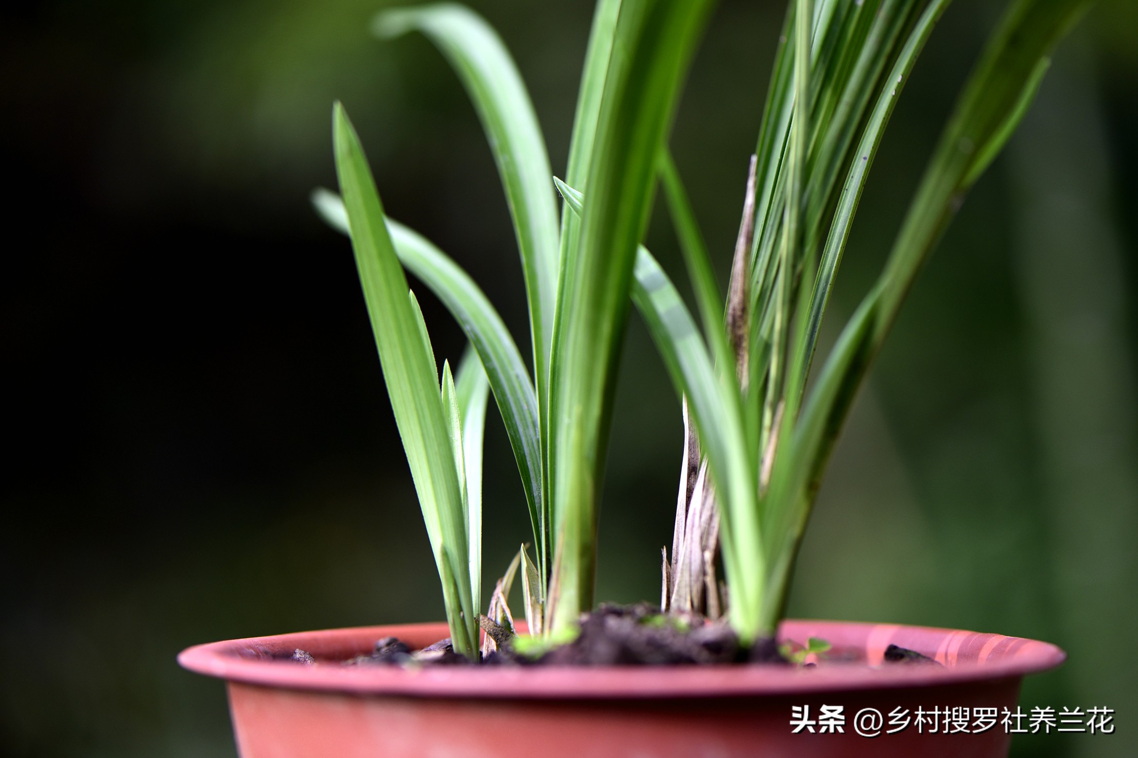 兰花的施肥方法和注意事项是什么,兰花专用土栽的兰花需要施肥吗