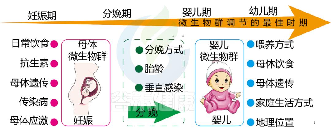 微生物群有什么作用,微生物群与人体免疫