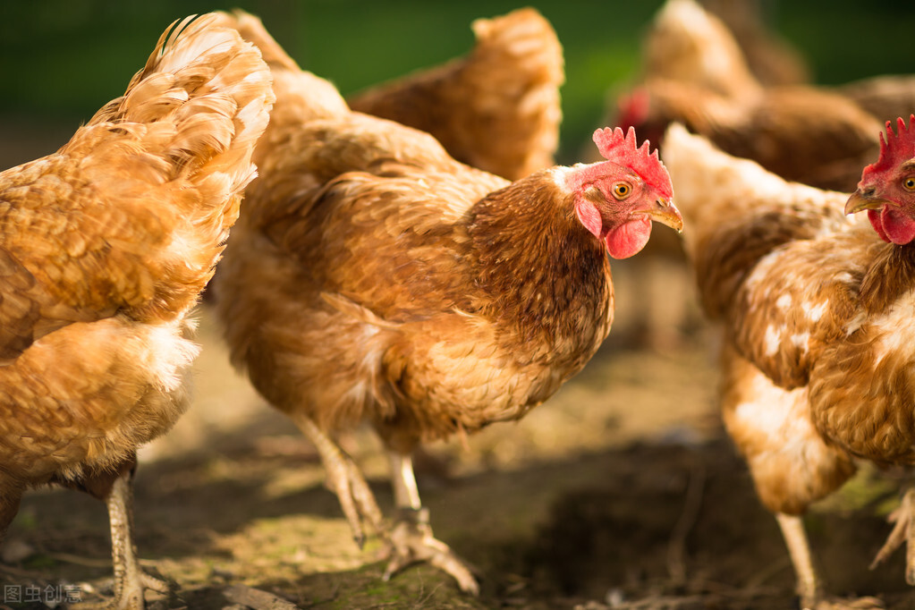 家禽病毒性关节炎治疗方法,家禽禽流感的主要症状及防控措施