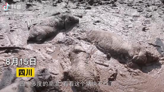 重庆高温干旱视频,高温干旱四川