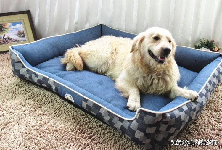 狗狗身上皮屑多怎么去除,狗狗身上有皮屑怎么去除小妙招