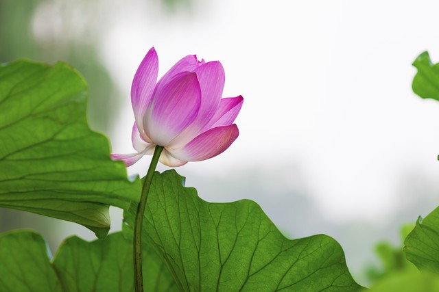 三月怕三七七月怕初一什么意思,农村俗语三月怕三七四月怕初一