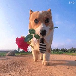 小狗给小狗撑伞表情包,小狗洗澡可爱超萌表情包