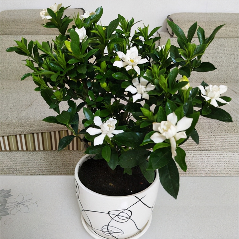 家庭盆景既好养又有观赏价值,各种小盆景大全图片