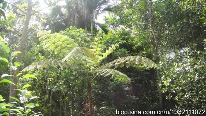 风情三亚之六：兴隆热带植物园