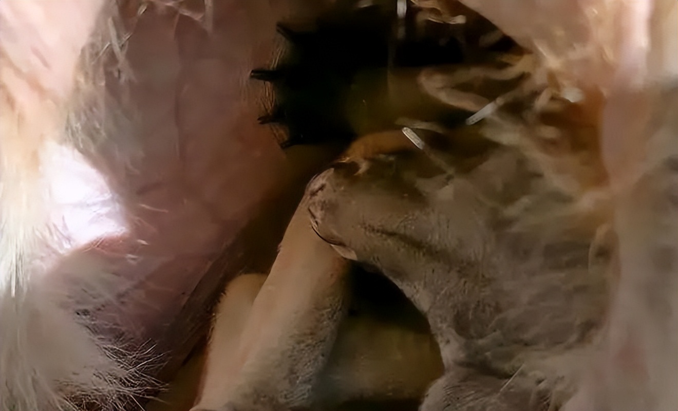 澳大利亚80年一遇的袋鼠杀人事件,澳大利亚袋鼠为什么会被扑杀