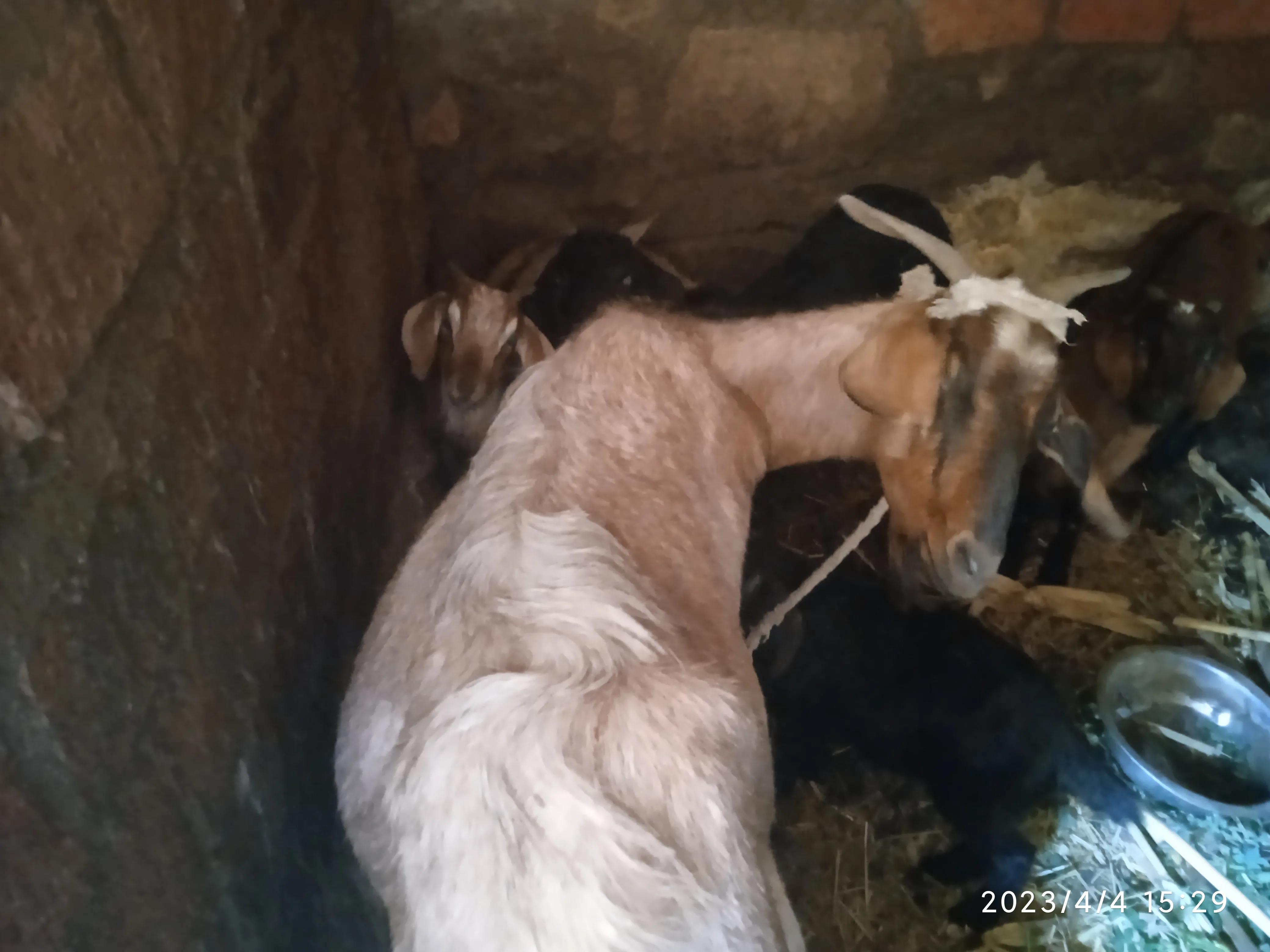 回乡创业青年的自述养黑山羊,农村大学生创业养殖奶山羊