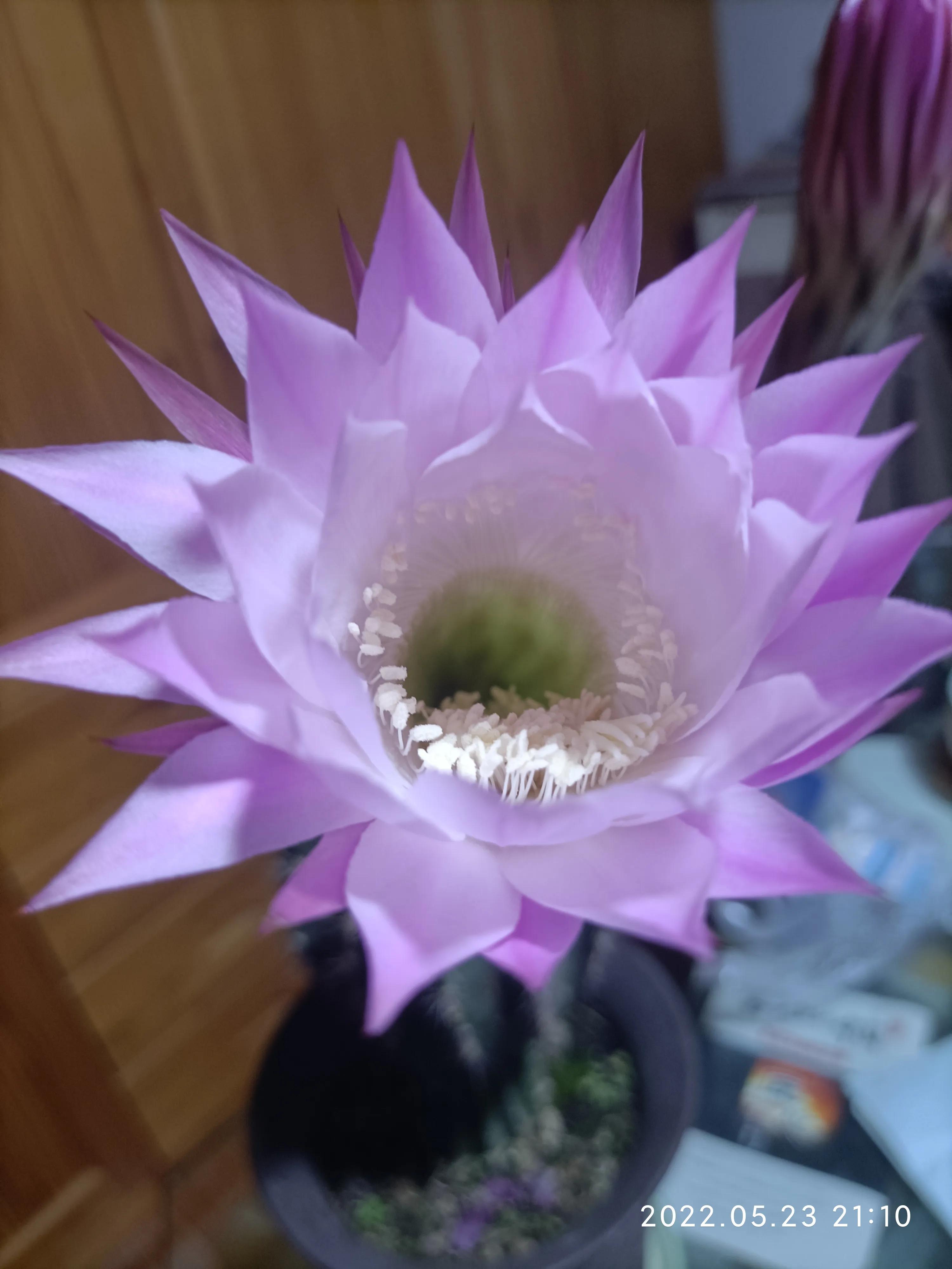 美丽的子孙球花，这次又为谁绽放