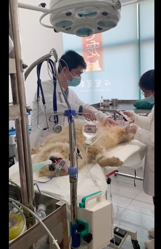 萨摩耶肿瘤狗狗被卖,萨摩耶被人卖了