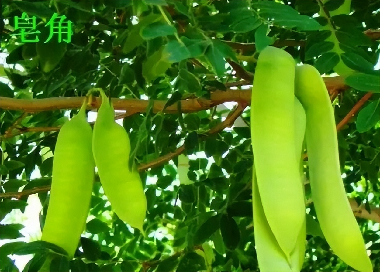 桃胶皂角米能养颜美容吗,吃桃胶雪燕皂角米可以淡斑美容吗