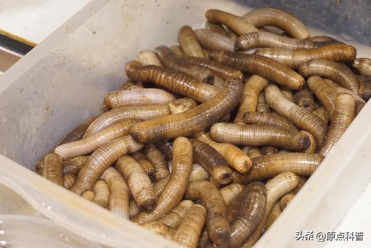 有哪些特色美食只有当地人才知道,全国各地的奇葩美食