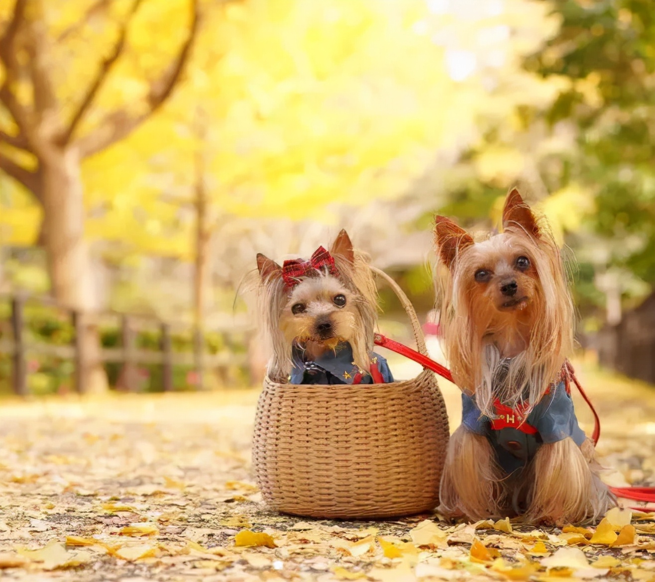养宠知识狗狗经常流泪是什么信号,狗狗为什么有点打喷嚏呢
