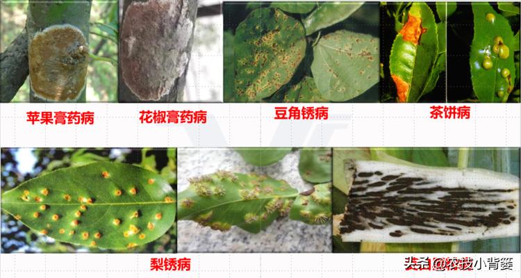 农作物细菌病与真菌病辨别,作物真菌细菌病毒病害的区别