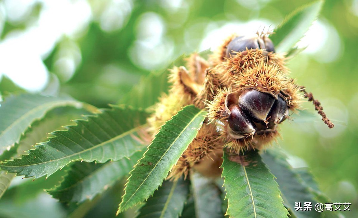 哈利波特全魔杖,哈利波特十大最强魔杖图片