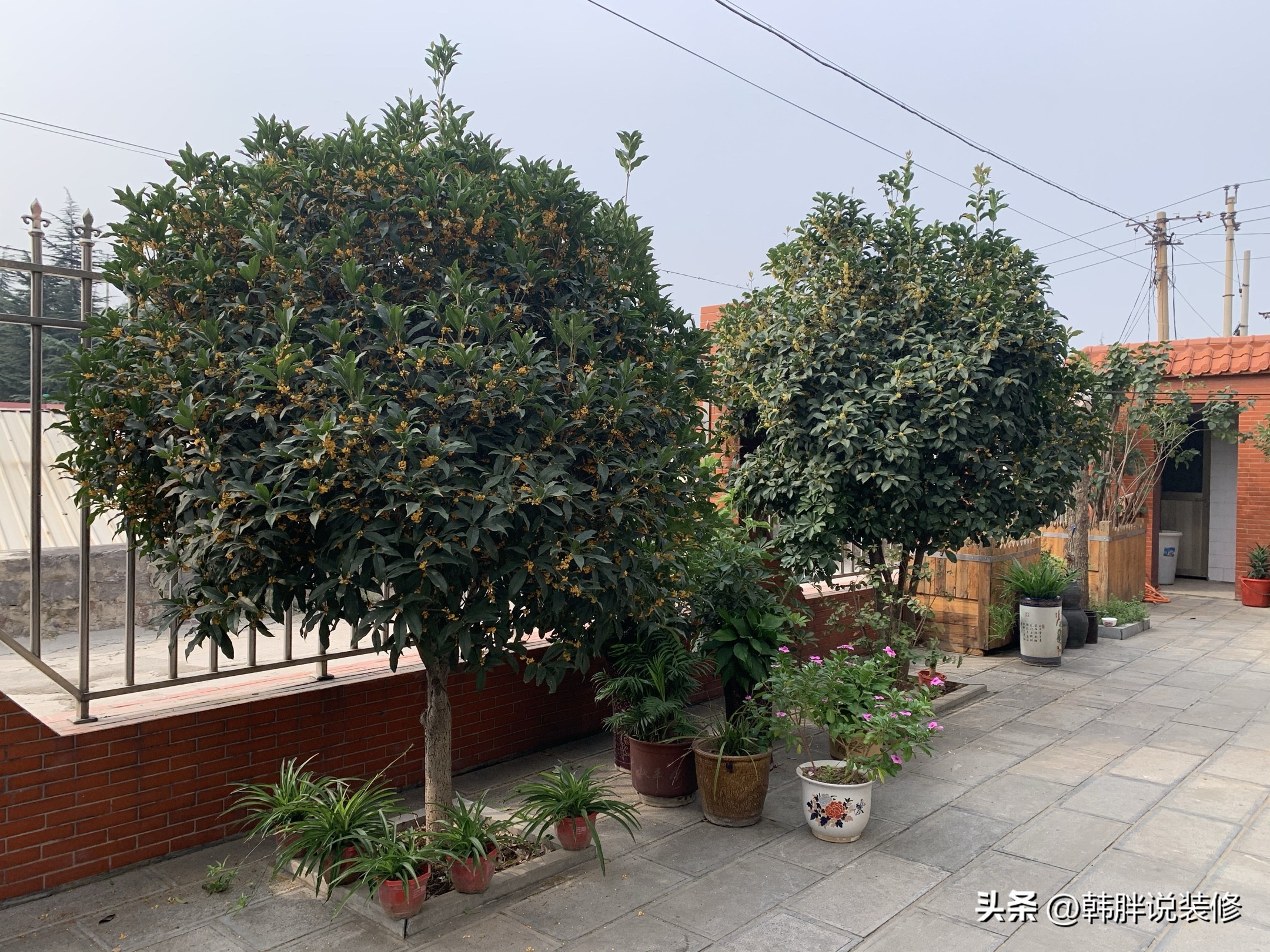 屋前屋后种什么树旺财运,屋前有什么树风水不好