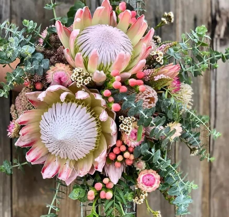 好养的贵族花,4种花便宜好养又漂亮