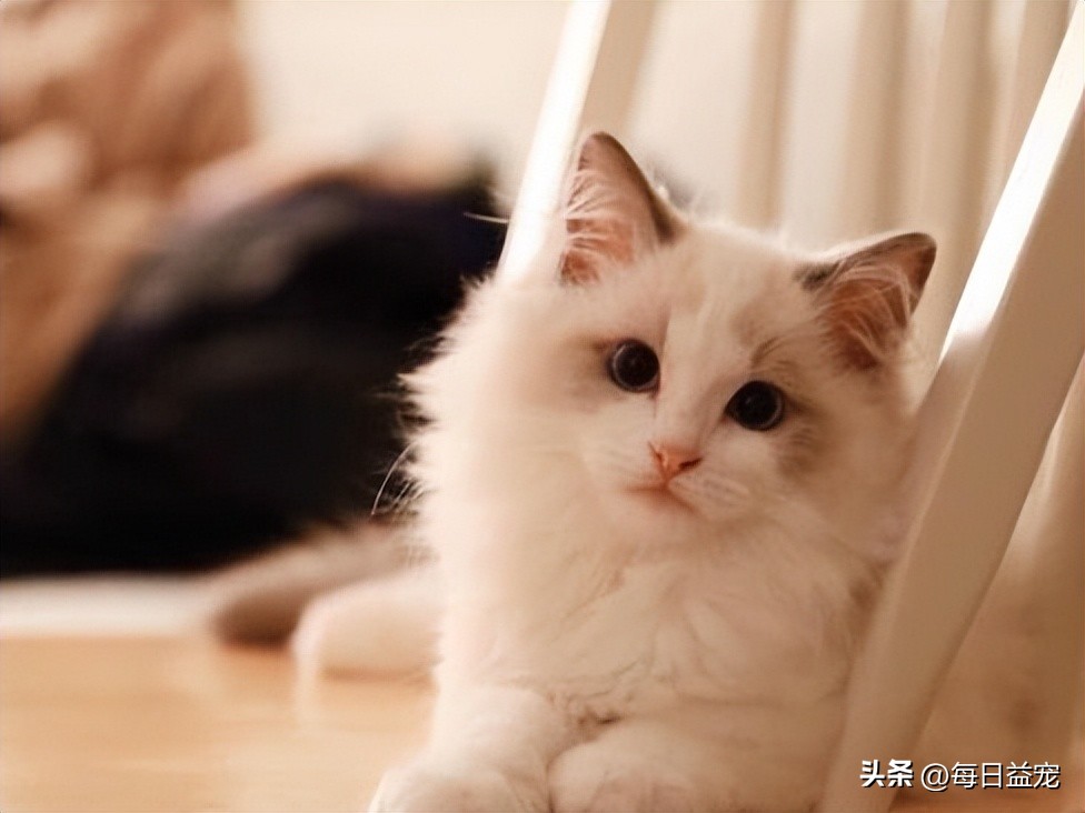 布偶猫多少钱一只长不大,布偶猫为什么价格相差那么大